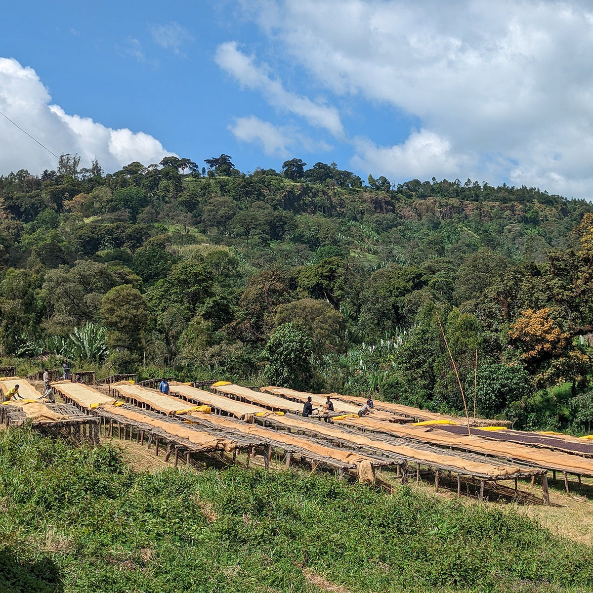 Ethiopia Guji