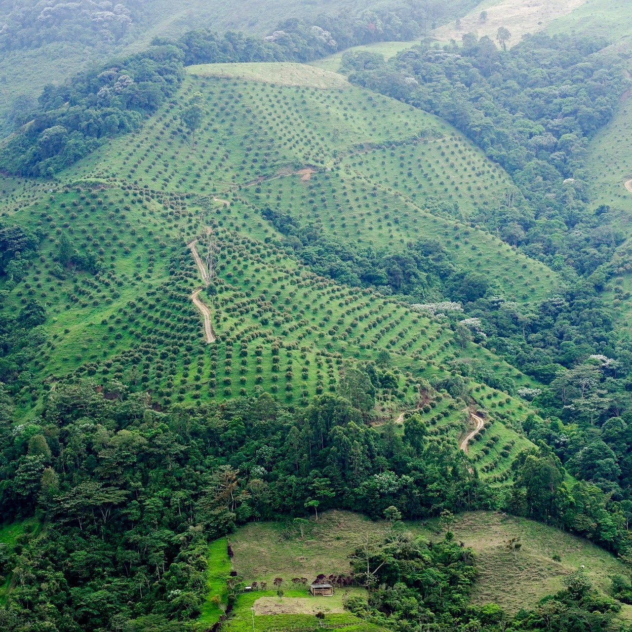Aerial view of a landscape with rows of trees on a hilly terrain.