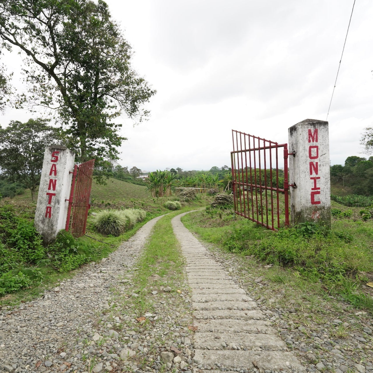 Colombia Pink Bourbon (Grand Cru)