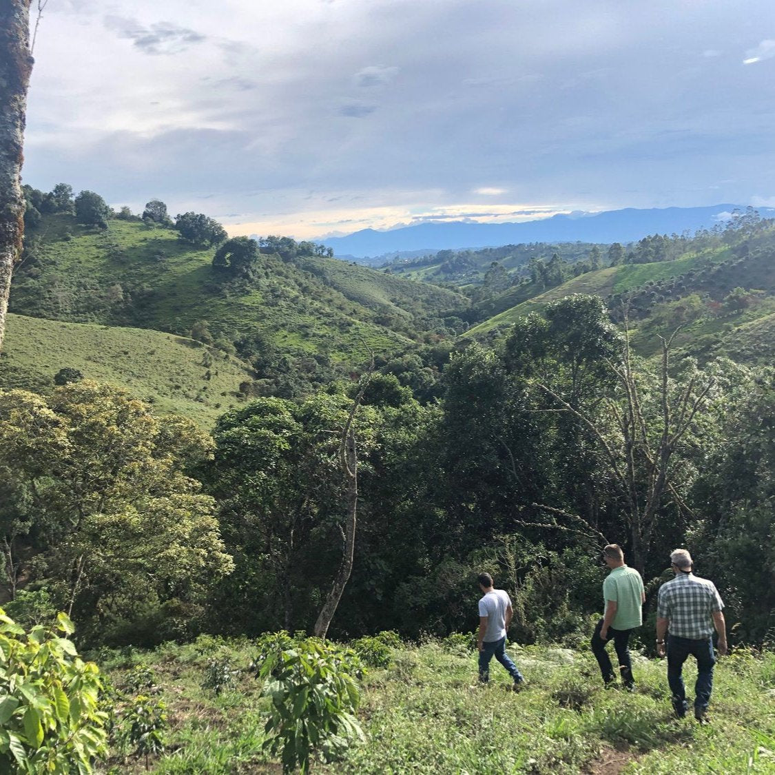 Decaffeinated Colombia (Subscription)