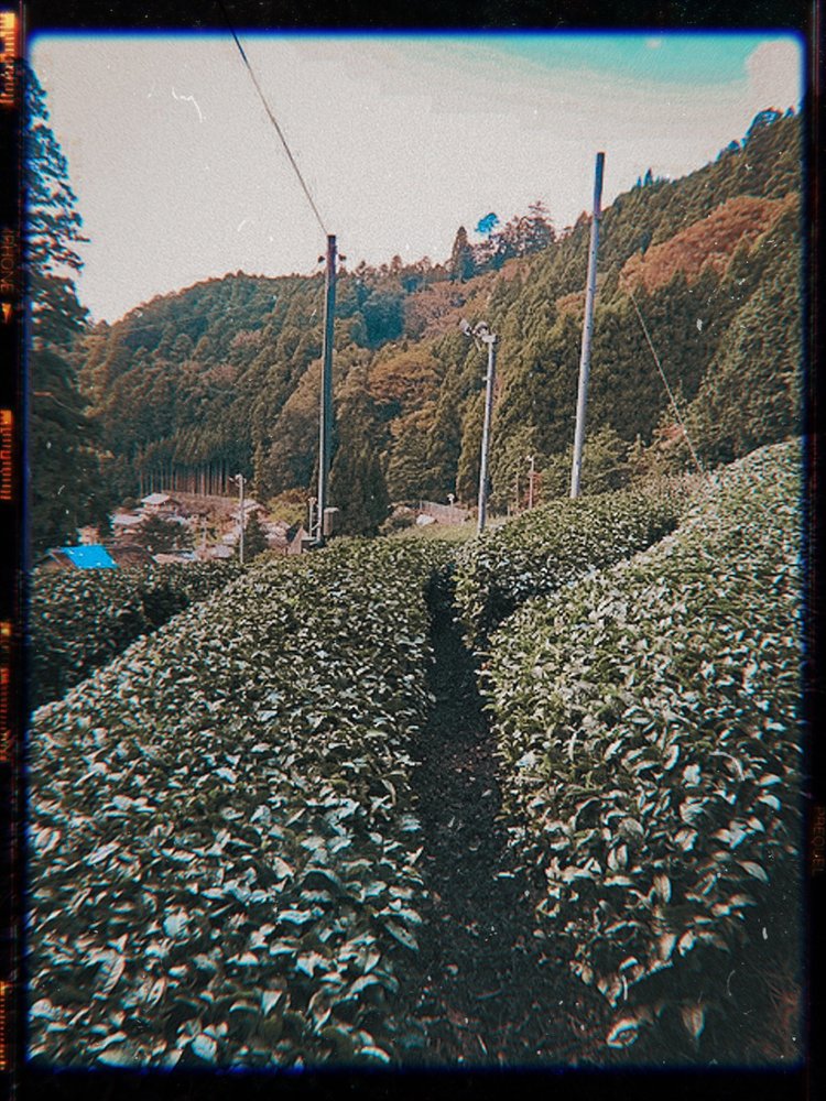 Matcha