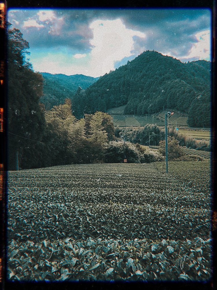Matcha