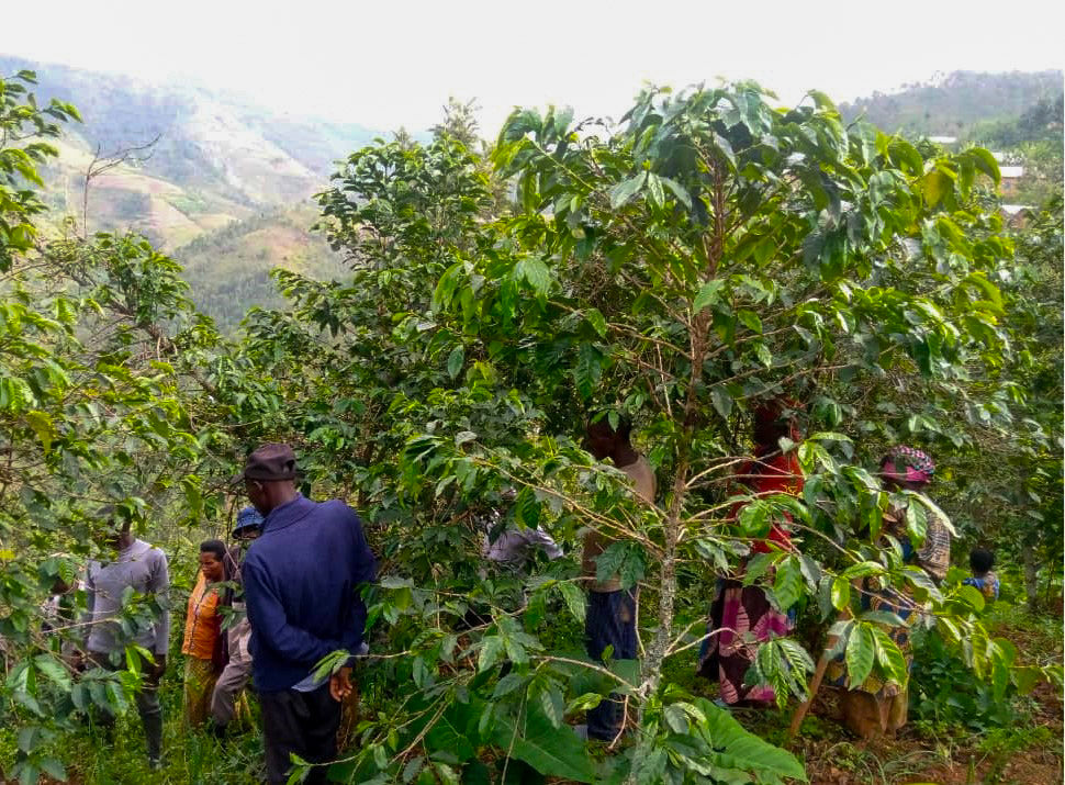 Rwanda Jarama Station