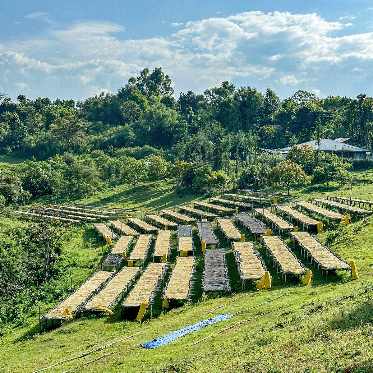 Ethiopia Honey