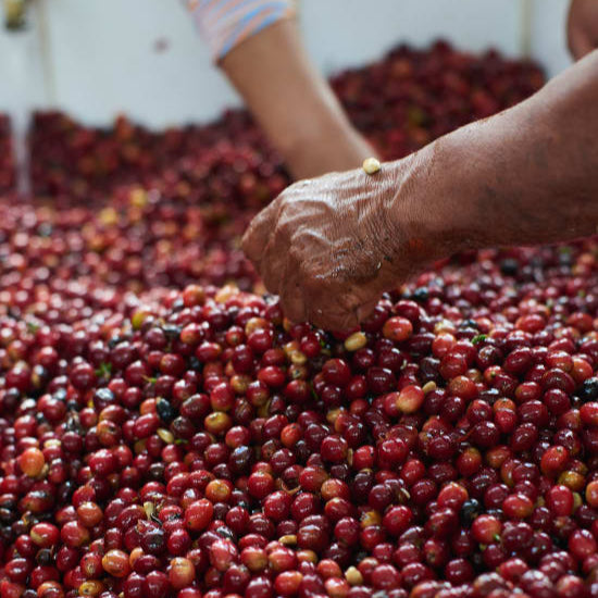 Ecuador Juan Pena (Grand Cru)