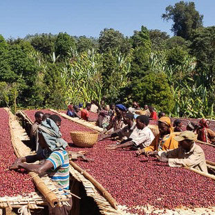 Ethiopia Banko Gotiti (Grand Cru)