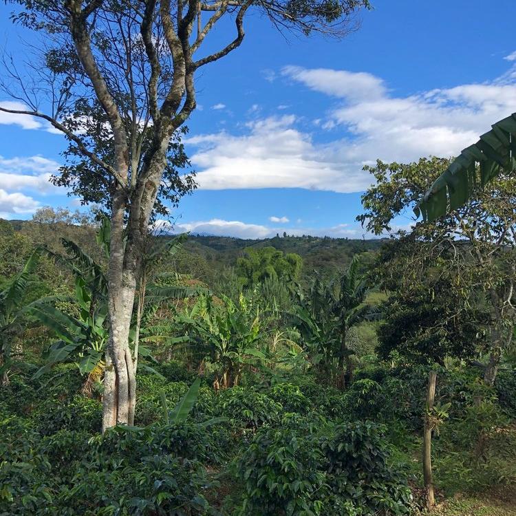 Decaffeinated Colombia