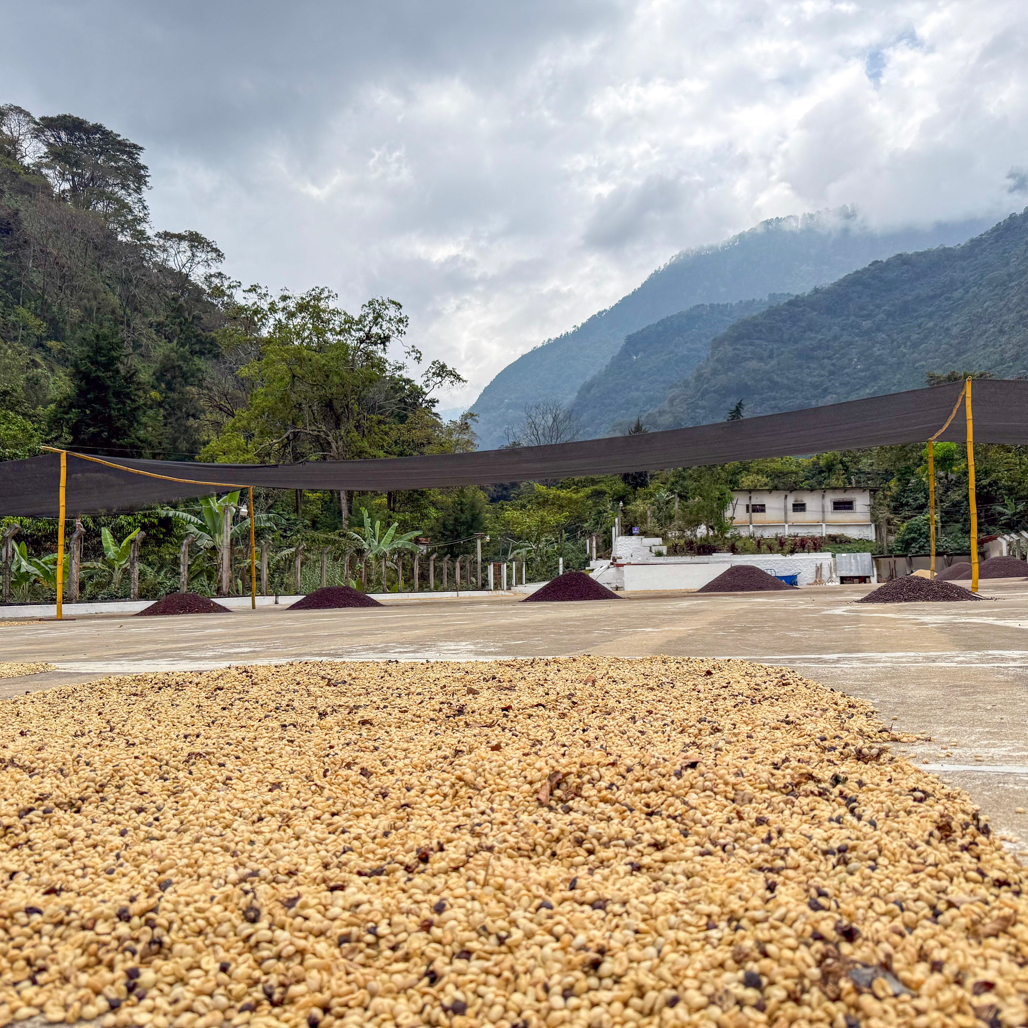 Drying coffee beans in an open area with mountains in the background
