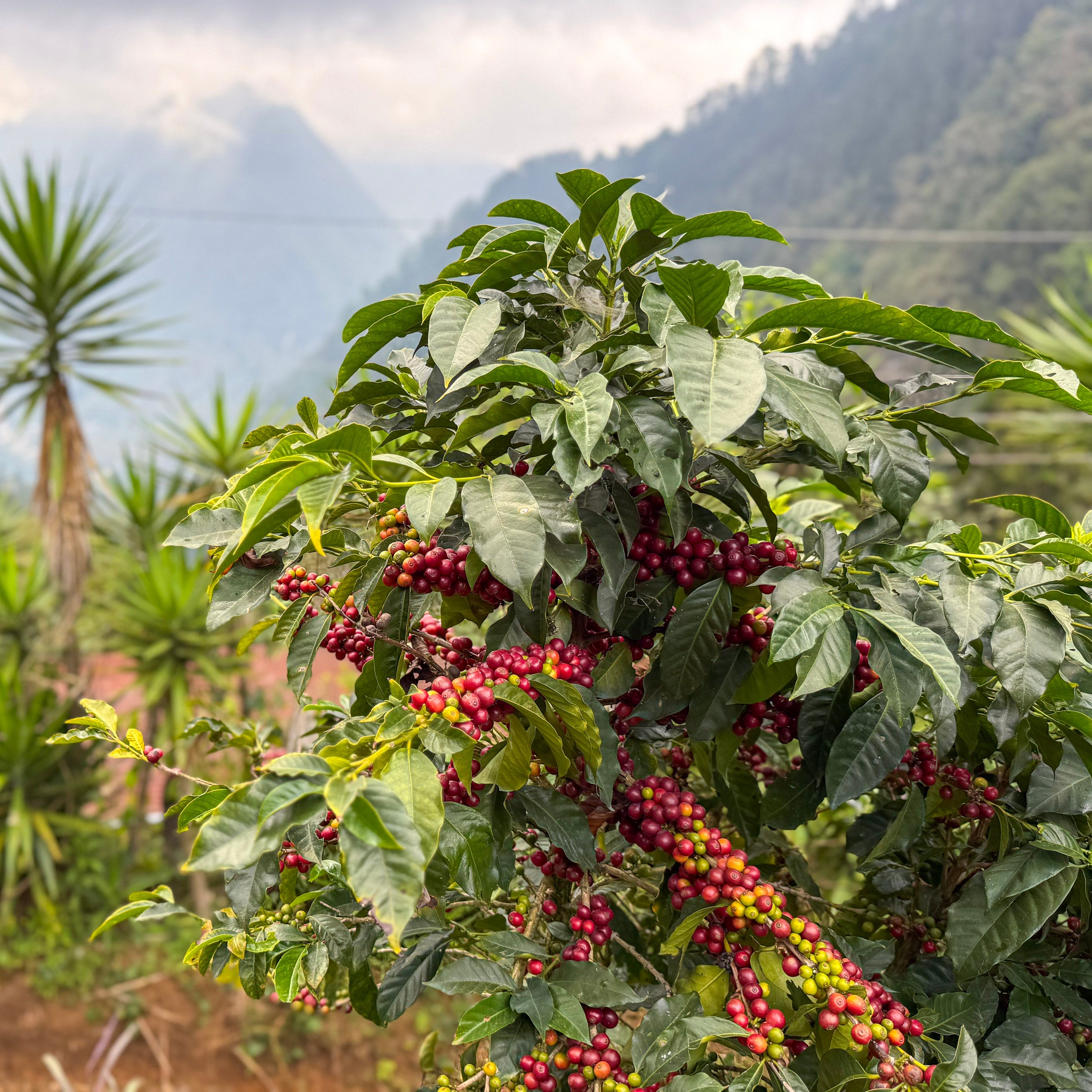 Coffee beans on a tree with a mountainous landscape in the background